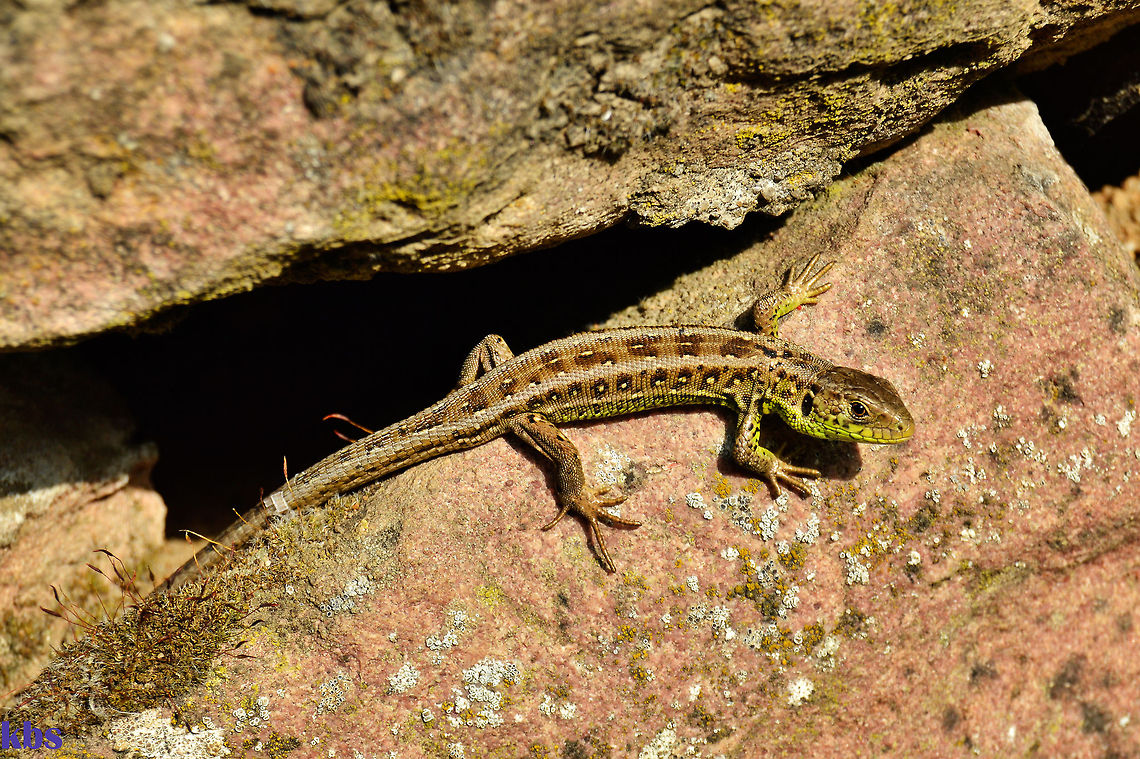 Lacertidae / Eidechse  Geotagged,Germany,Lacerta agilis,Sand Lizard,Spring,Zootoca vivipara