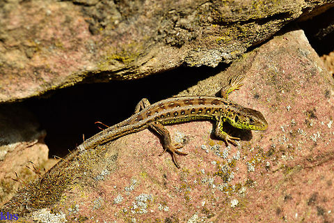 Lacertidae / Eidechse  Geotagged,Germany,Lacerta agilis,Sand Lizard,Spring,Zootoca vivipara