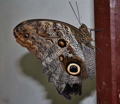 Owl Butterfly taken in sayn castle, germany. can not remember the name. maybe someone here knows. thanks for advise. Butterfly,Caligo memnon,Germany,Giant Owl,Insects,Owl Butterfly