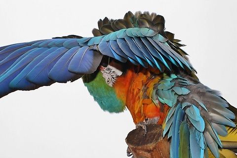 Ara - cleaning feathers Ara - cleaning feathers. Ara,Ara ararauna,Birds,Blue-and-Yellow Macaw,Fall,Geotagged,Germany,Parrots