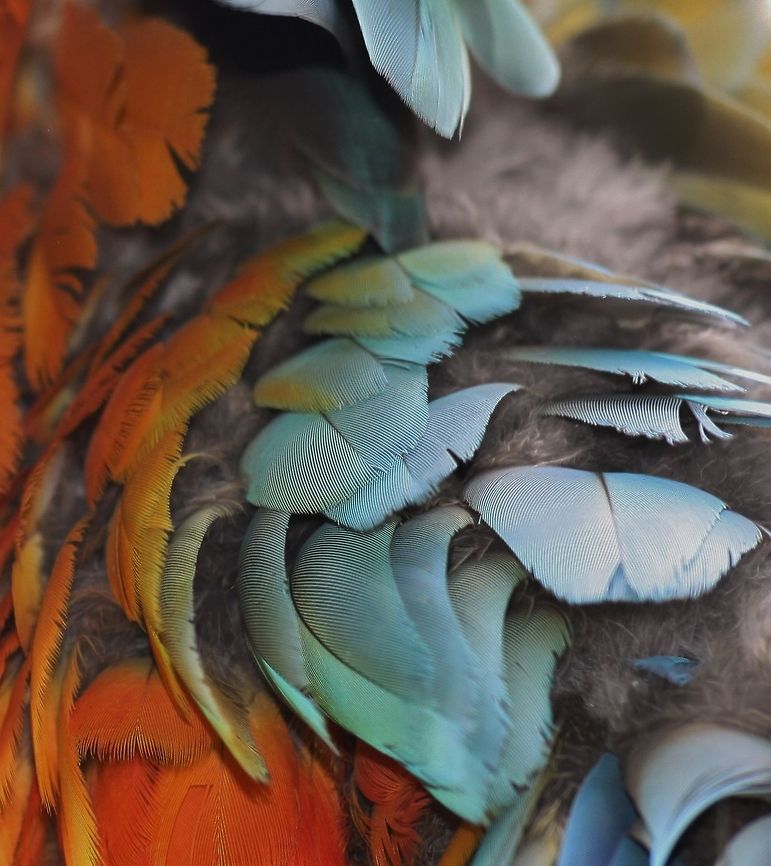 Ara, feather detail  Ara,Ara ararauna,Blue-and-Yellow Macaw,Fall,Geotagged,Germany,Parrots,feather detail