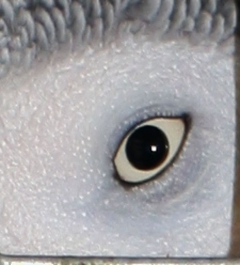 parrots eye Extreme closeup of a Parrot&#039;s eye. African Grey Parrot,Fall,Geotagged,Germany,Parrots,Psittacus erithacus,eye detail