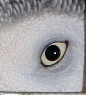 parrots eye Extreme closeup of a Parrot's eye. African Grey Parrot,Fall,Geotagged,Germany,Parrots,Psittacus erithacus,eye detail