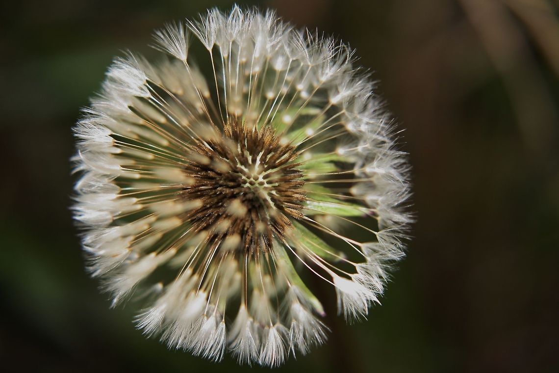 Löwenzahn - dandelion  Dandelion,Fall,Garden,Geotagged,Germany,Plants,Taraxacum officinale,flowers