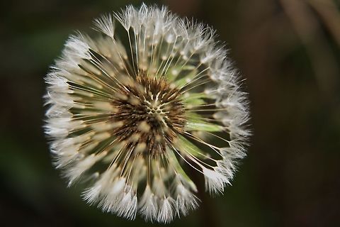 L&ouml;wenzahn - dandelion  Dandelion,Fall,Garden,Geotagged,Germany,Plants,Taraxacum officinale,flowers