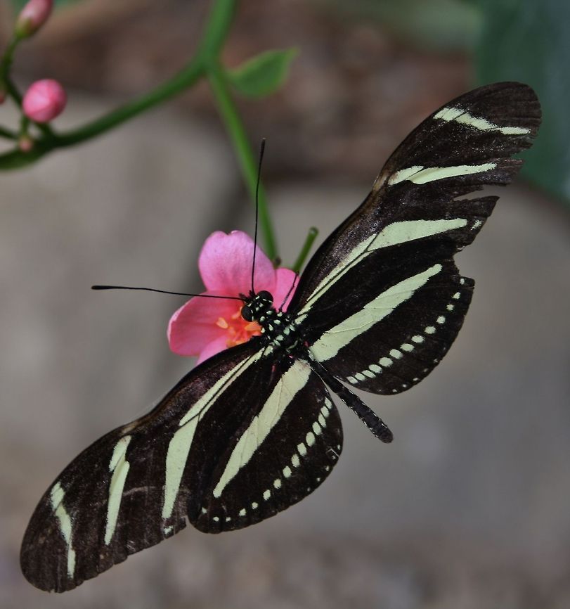 Butterfly, black-white Butterfly, black-white Butterfly,Fall,Geotagged,Germany,Heliconius charithonia,Zebra Longwing