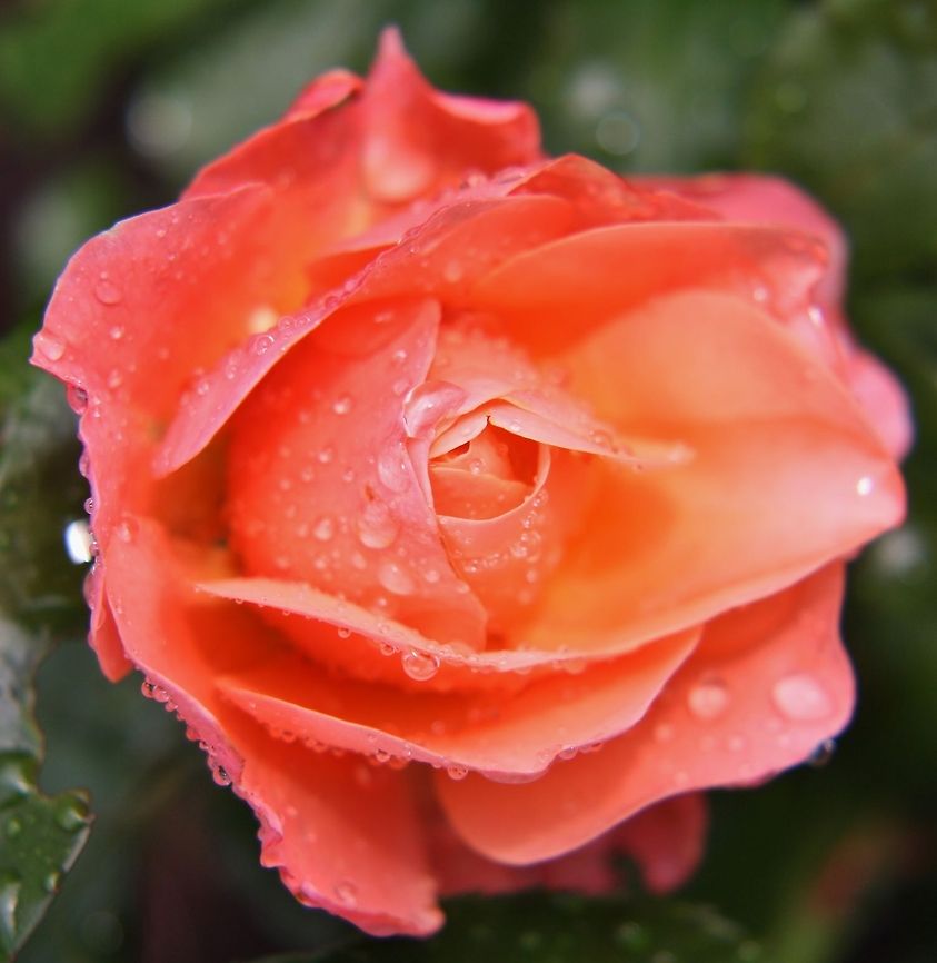 Rose with dew Closeup of a Rose with dew on it. Flowers,Garden,Geotagged,Germany,Rose,Summer