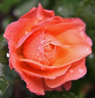 Rose with dew Closeup of a Rose with dew on it. Flowers,Garden,Geotagged,Germany,Rose,Summer