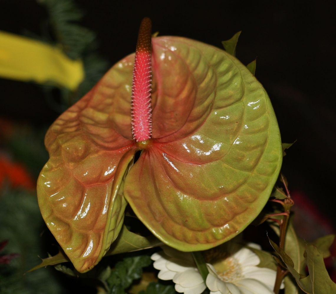 Anthurium Calla palustris A. andraeanum,Anthurium Andraeanum,Calla palustris,Fall,Flowers,Geotagged,Germany