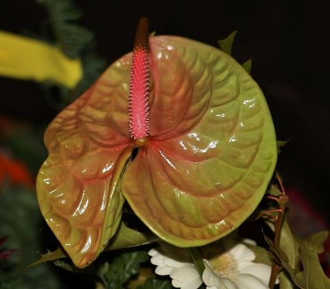 Anthurium Calla palustris A. andraeanum,Anthurium Andraeanum,Calla palustris,Fall,Flowers,Geotagged,Germany