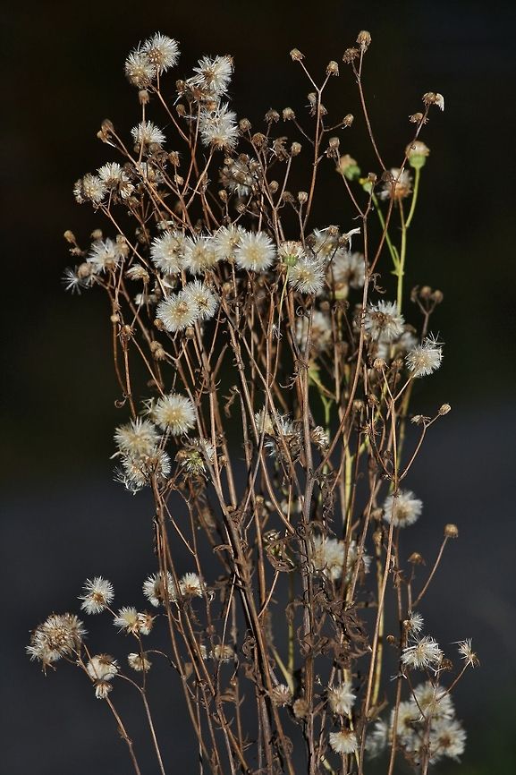 Flower in fall Flower in fall Fall,Field Flowers,Geotagged,Germany