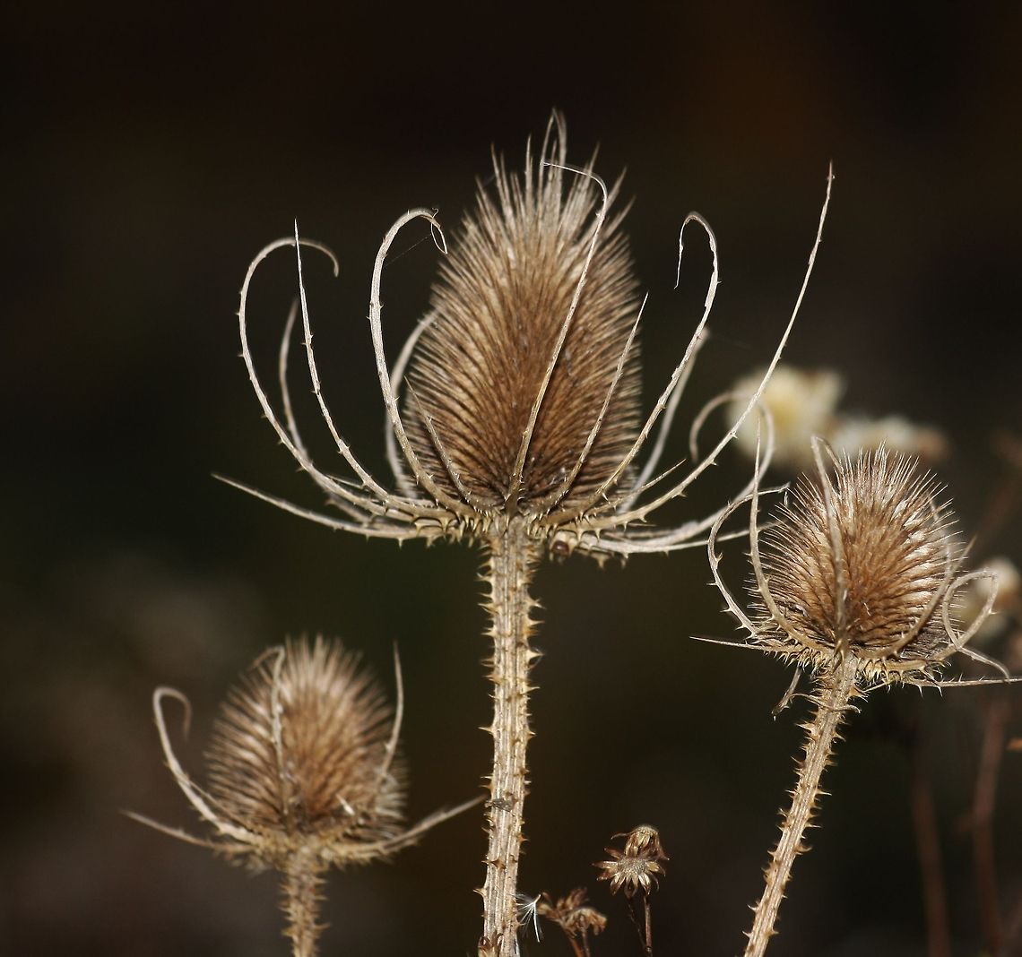 Teasel Teasel Dipsacus fullonum,Fall,Field Flowers,Fullers Teasel,Geotagged,Germany