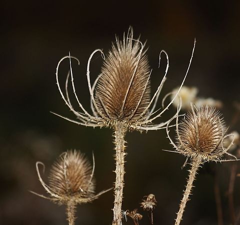 Teasel Teasel Dipsacus fullonum,Fall,Field Flowers,Fullers Teasel,Geotagged,Germany