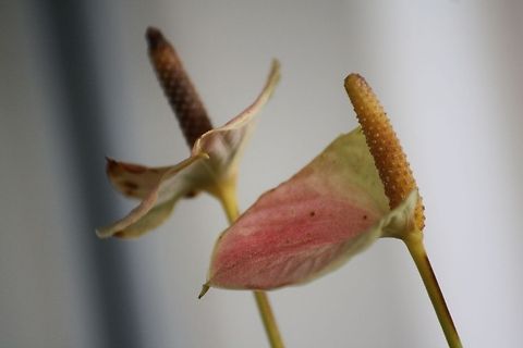 Anthurium  A. andraeanum,Anthurium Andraeanum,Calla palustris,Flowers,Geotagged,Germany,Spring