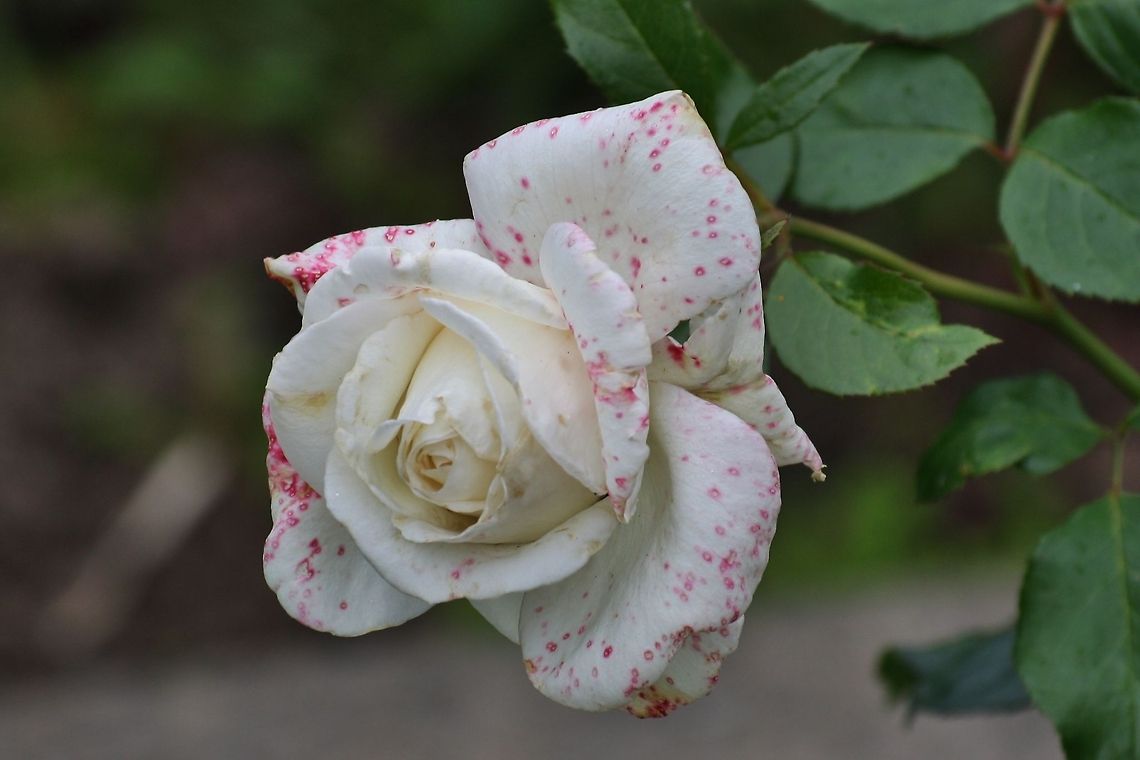 Rose with spots Rose with spots Flowers,Garden,Geotagged,Germany,Rose,Summer