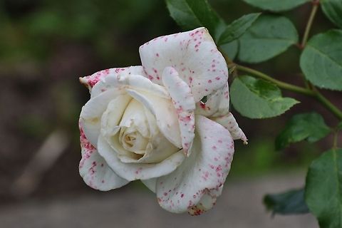 Rose with spots Rose with spots Flowers,Garden,Geotagged,Germany,Rose,Summer