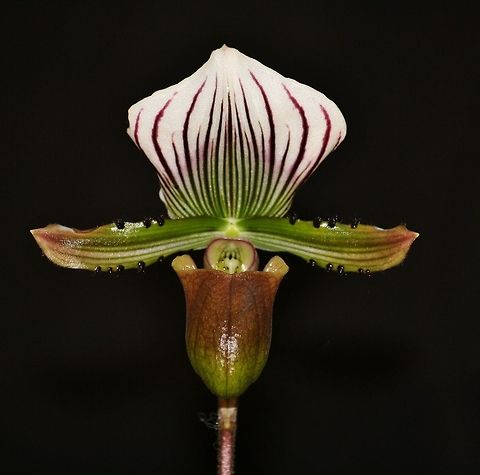 orchid  Fall,Flowers,Geotagged,Germany,Lawrence's Paphiopedilum,Orchids,Paphiopedilum lawrenceanum