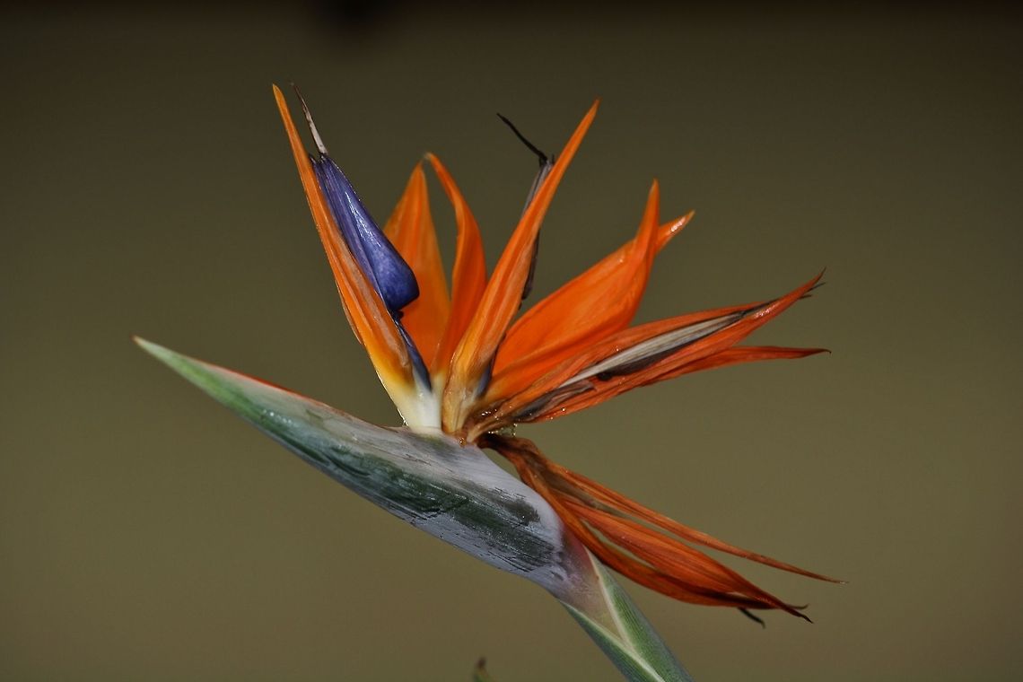 Crane Flower - not a bird Closeup of a Crane Flower. Crane Flower,Fall,Flowers,Geotagged,Spain,Strelitzia,Strelitzia reginae
