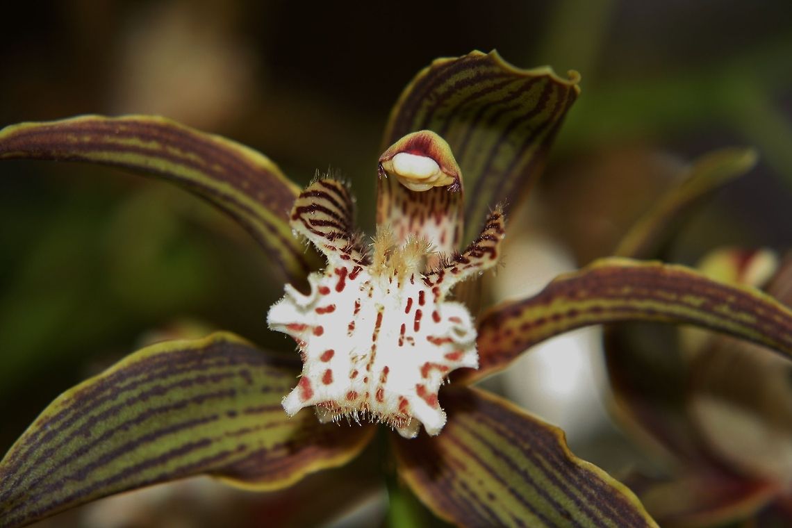 orchid  Cymbidium tracyanum,Fall,Flowers,Geotagged,Germany,Orchids,Tracys Cymbidium