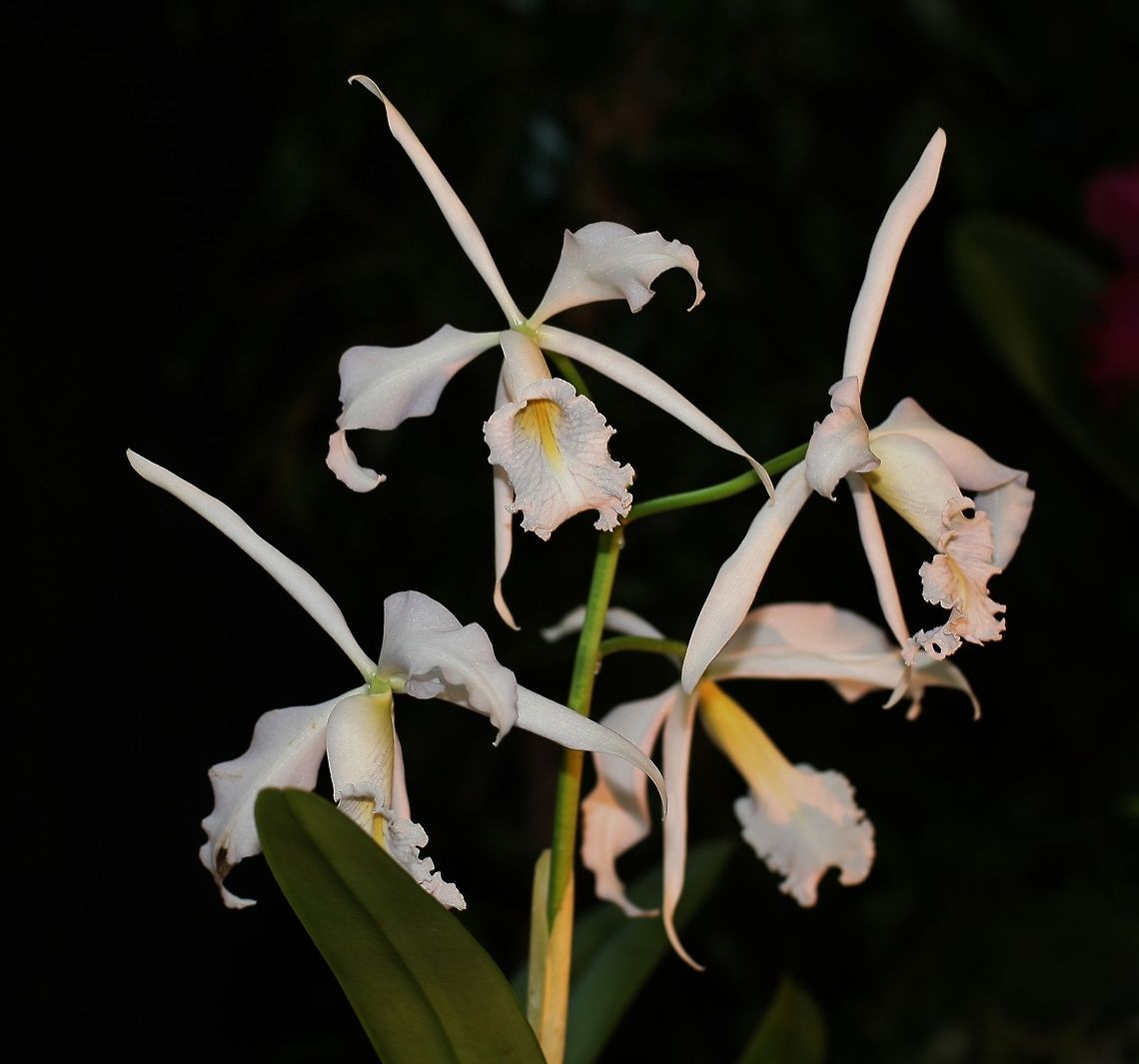 orchid Cattleya maxima var. alba Cattleya maxima,Fall,Geotagged,Germany,Orchids,flowers
