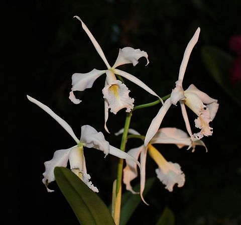 orchid Cattleya maxima var. alba Cattleya maxima,Fall,Geotagged,Germany,Orchids,flowers