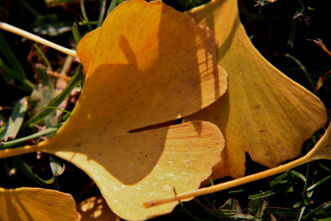 gingko leaves  Fall,Geotagged,Germany,Ginkgo biloba,trees