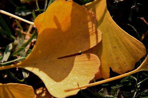 gingko leaves  Fall,Geotagged,Germany,Ginkgo biloba,trees