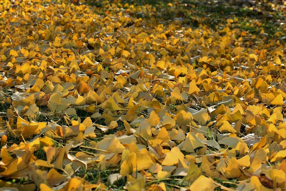 gingko leaves  Fall,Geotagged,Germany,Ginkgo biloba,trees