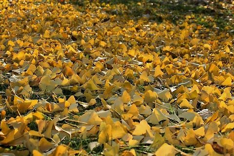 gingko leaves  Fall,Geotagged,Germany,Ginkgo biloba,trees