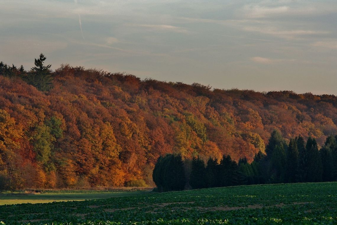 Conifer and broad-leafed trees conifer and broad-leafed trees Conifer,Fall,Geotagged,Germany,Landscapes,Tree