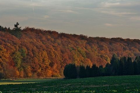 Conifer and broad-leafed trees conifer and broad-leafed trees Conifer,Fall,Geotagged,Germany,Landscapes,Tree
