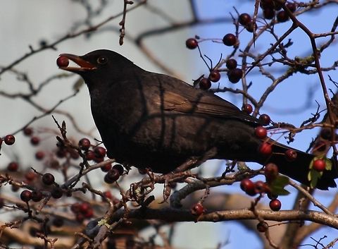 black bird   Blackbird,Fall,Garden Birds,Geotagged,Germany,Turdus Merula