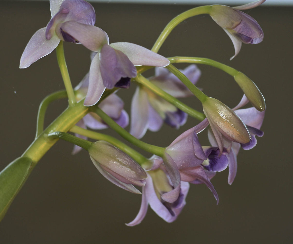 Purple orchid closeup Purple orchid closeup Fall,Flowers,Geotagged,Germany,Orchids,Plants,purple