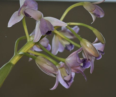 Purple orchid closeup Purple orchid closeup Fall,Flowers,Geotagged,Germany,Orchids,Plants,purple