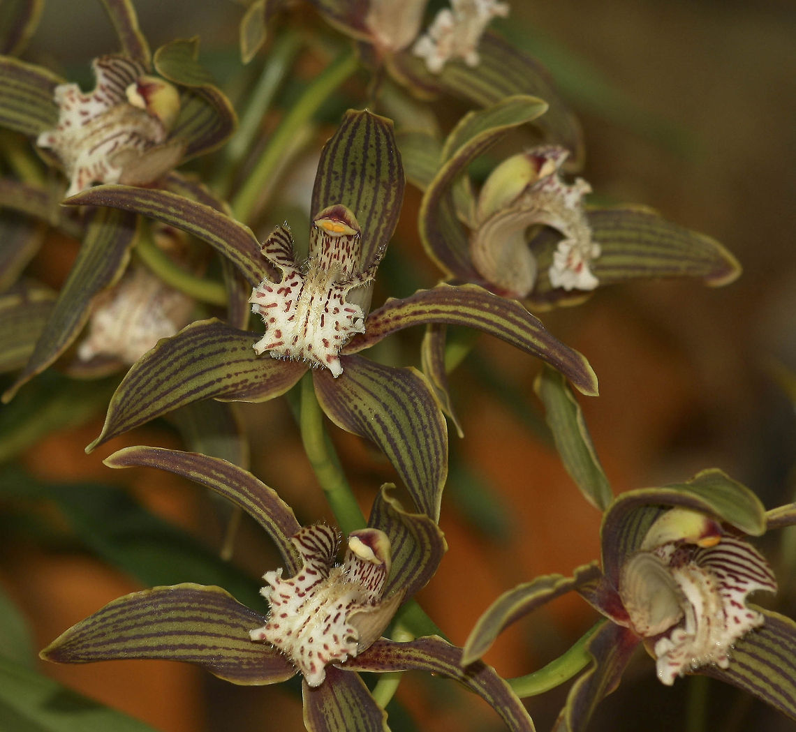 Orchid closeup Orchid closeup Cymbidium tracyanum,Fall,Geotagged,Germany,Plants,Tracys Cymbidium,flowers,orchids