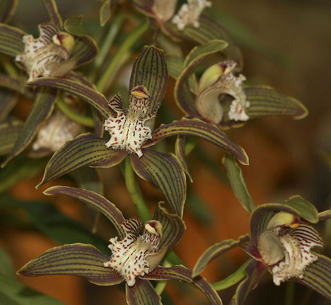 Orchid closeup Orchid closeup Cymbidium tracyanum,Fall,Geotagged,Germany,Plants,Tracys Cymbidium,flowers,orchids