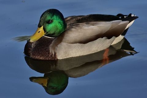 Duck closeup Duck closeup Anas platyrhynchos,Ducks,Fall,Geotagged,Germany