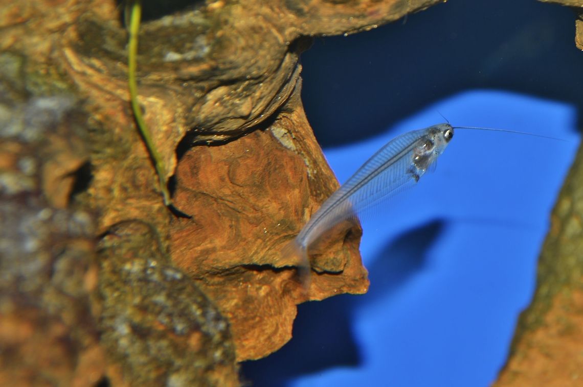 Asian glass catfish -Kryptopterus  bicirrhis this fish I saw the first time in the Vivarium in Darmstadt, Germany. Geotagged,Germany,Kryptopterus bicirrhis,Kryptopterus minor,Spring