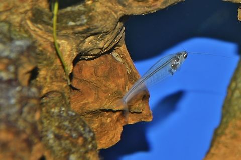 Asian glass catfish -Kryptopterus  bicirrhis this fish I saw the first time in the Vivarium in Darmstadt, Germany. Geotagged,Germany,Kryptopterus bicirrhis,Kryptopterus minor,Spring