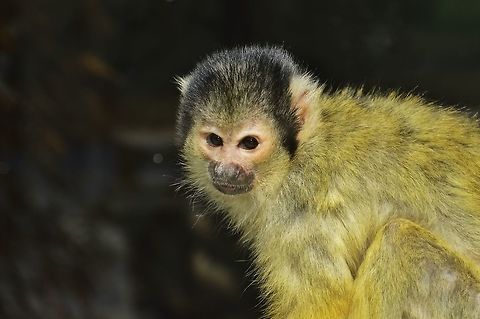 Saimiri sciureus - Totenkopf&auml;ffchen picture was taken in Darmstadt, Germany, in the Vivarium. For real the Saimiri are living in middle and south america. Common squirrel monkey,Geotagged,Germany,Saimiri sciureus,Spring