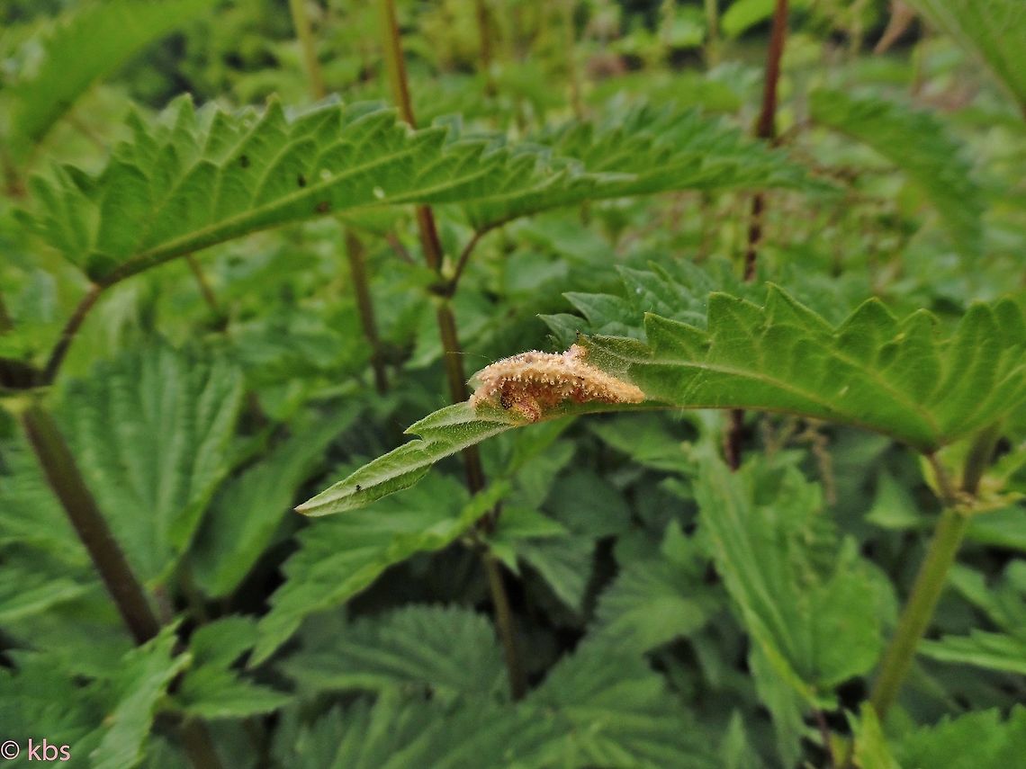 what is this I&#039;ve found this today but I can not say, what it is. <br />
Maybe someone here knows. Please, give a hint.<br />
Thanks in advance.  Geotagged,Germany,Puccinia urticata,Spring,unknown thing