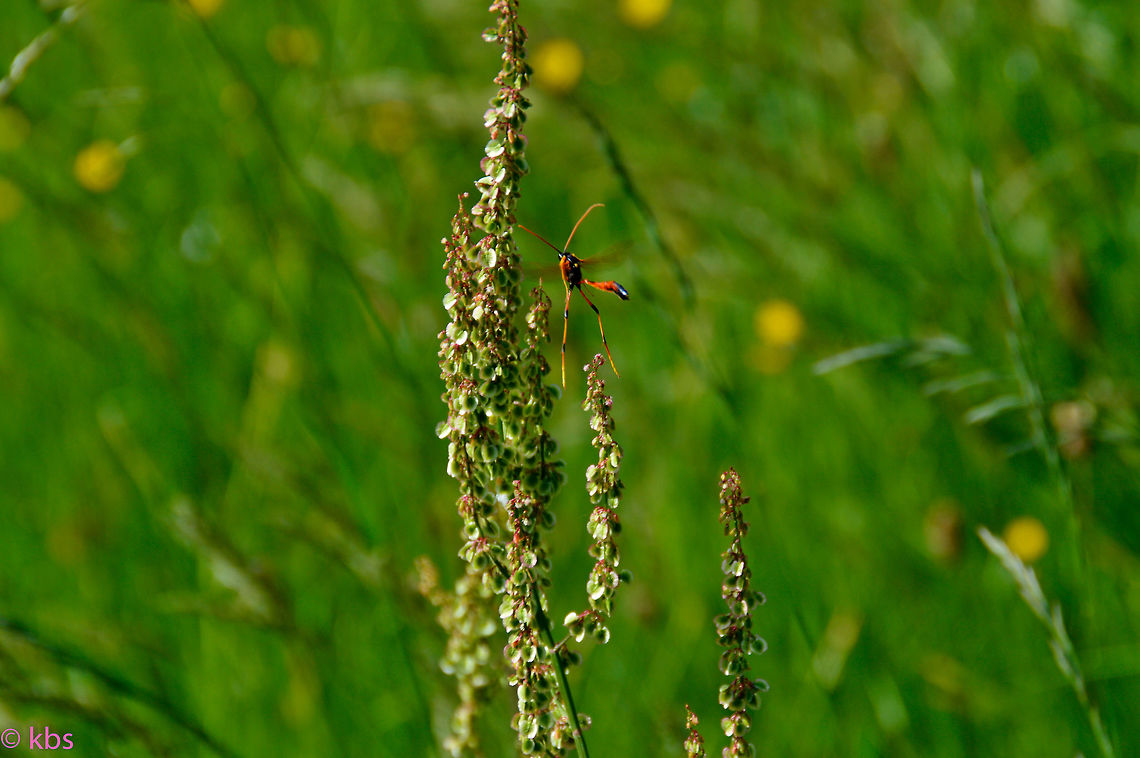 sorrel with visitor  Geotagged,Germany,Rumex acetosa,Sorrel,Spring