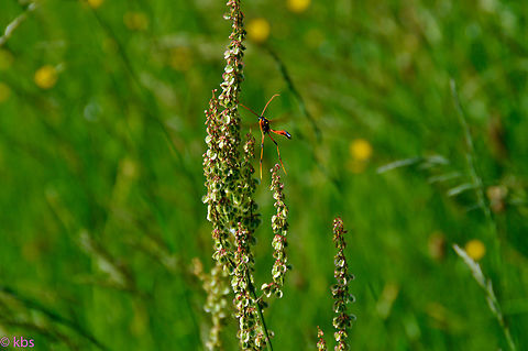 sorrel with visitor  Geotagged,Germany,Rumex acetosa,Sorrel,Spring
