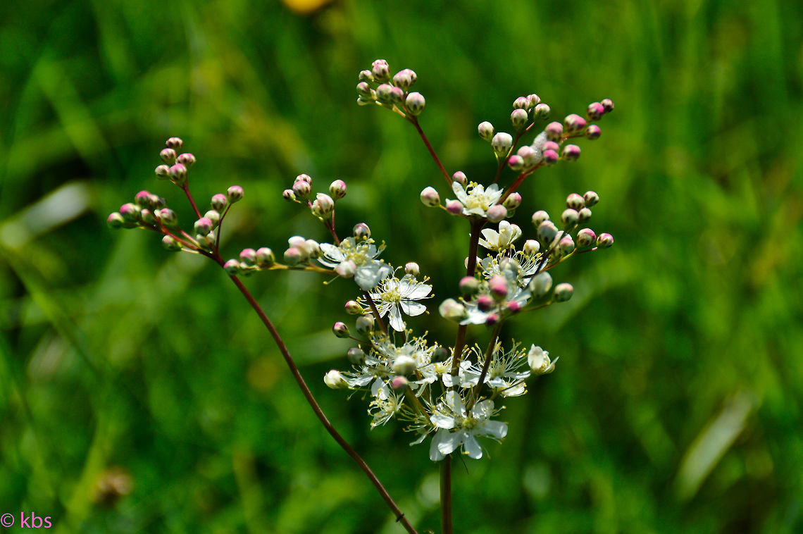 Filipendula_vulgaris  Dropwort,Filipendula vulgaris,Geotagged,Germany,Spring