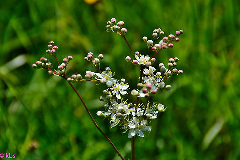 Filipendula_vulgaris  Dropwort,Filipendula vulgaris,Geotagged,Germany,Spring