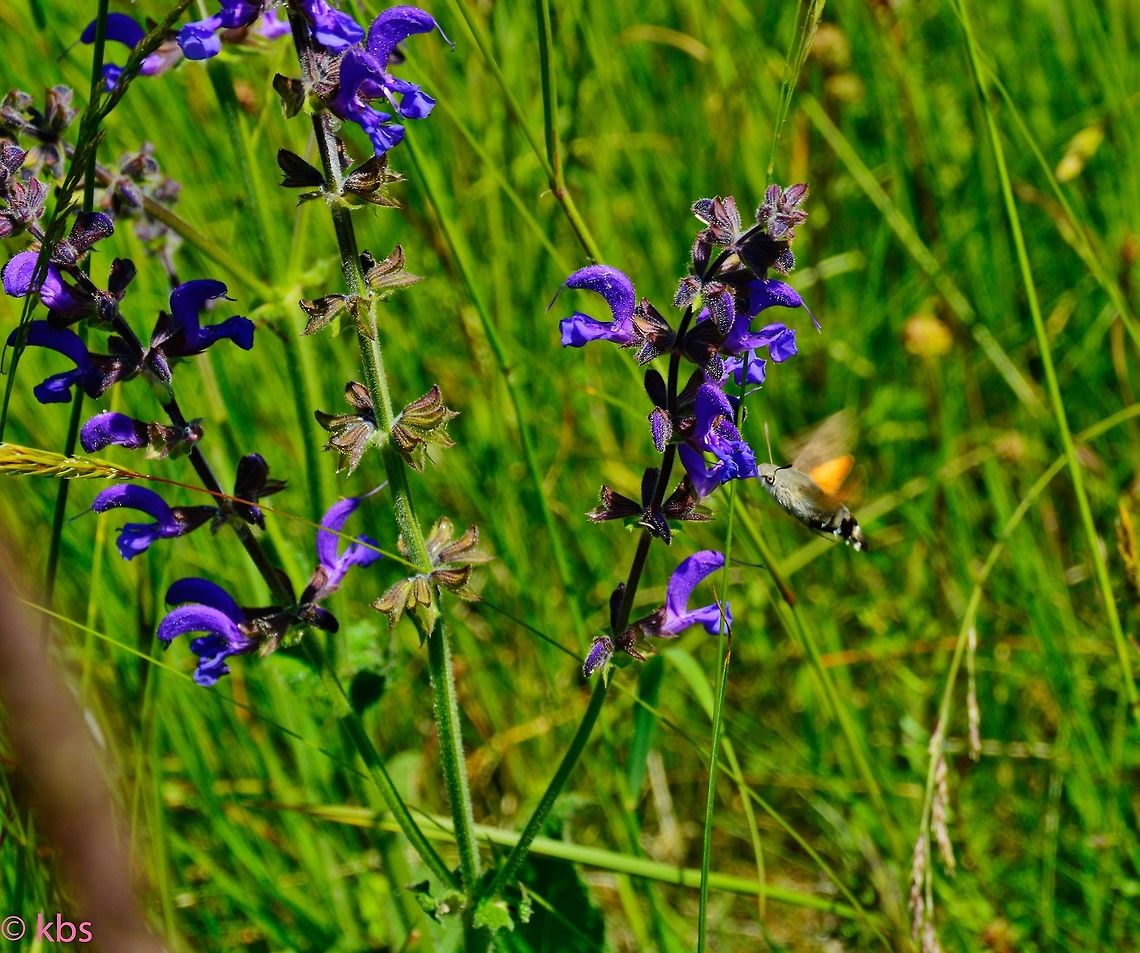 Salvia_pratensis with Hummingbird hawk-moth  Geotagged,Germany,Salvia pratensis,Spring