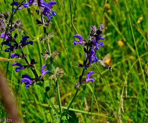 Salvia_pratensis with Hummingbird hawk-moth  Geotagged,Germany,Salvia pratensis,Spring