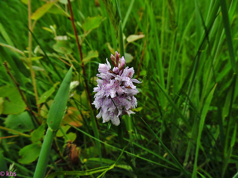 Dactylorhiza fuchsii  Common Spotted-orchid,Dactylorhiza fuchsii,Geotagged,Germany,Pyramidal Orchid,Spring