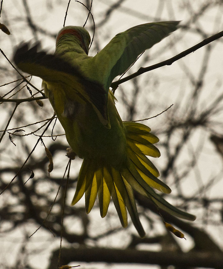 The Rose-ringed Parakeet 4  Geotagged,Germany,Psittacula krameri,Rose-ringed Parakeet,Winter
