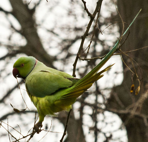 The Rose-ringed Parakeet 3  Geotagged,Germany,Psittacula krameri,Rose-ringed Parakeet,Winter
